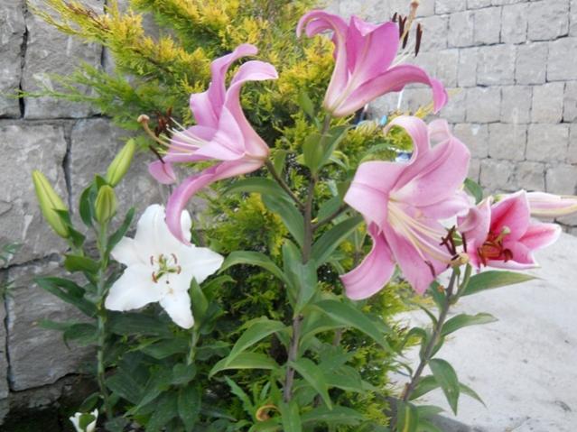Name:  servet1 273.jpg
Views: 1014
Size:  55.5 KB