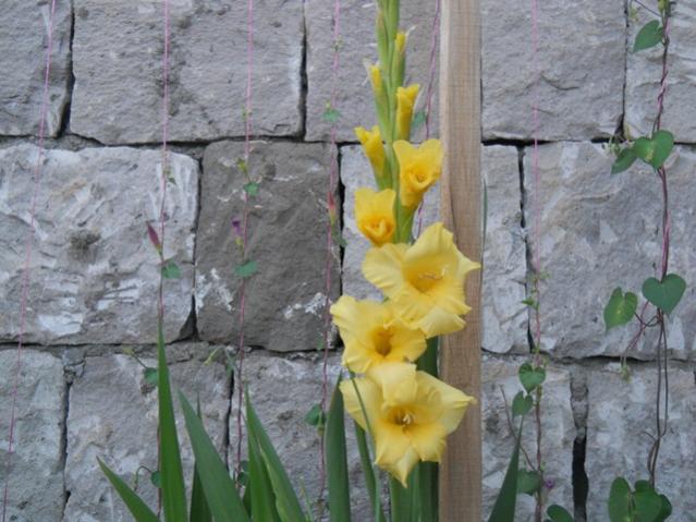 Name:  servet1 282.jpg
Views: 1157
Size:  52.0 KB