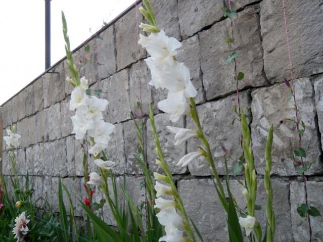 Name:  servet1 283.jpg
Views: 1013
Size:  52.8 KB