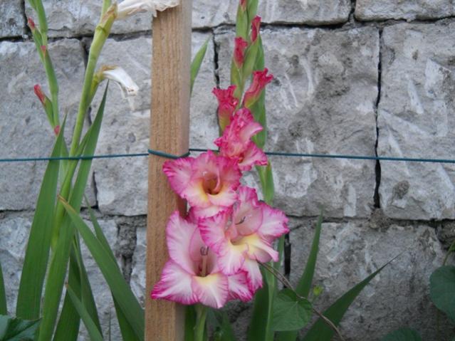 Name:  servet1 286.jpg
Views: 1053
Size:  51.5 KB