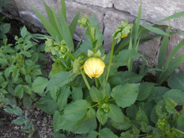 Name:  servet1 180.jpg
Views: 990
Size:  47.6 KB
