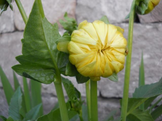Name:  servet1 181.jpg
Views: 973
Size:  31.6 KB