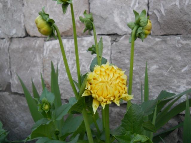 Name:  servet1 278.jpg
Views: 981
Size:  40.2 KB