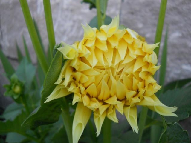 Name:  servet1 279.jpg
Views: 997
Size:  32.6 KB