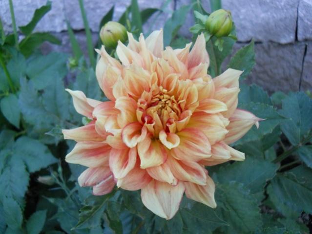 Name:  servet1 277.jpg
Views: 1135
Size:  40.7 KB