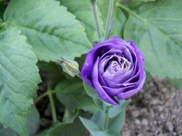 Name:  servet1 275.jpg
Views: 963
Size:  34.4 KB