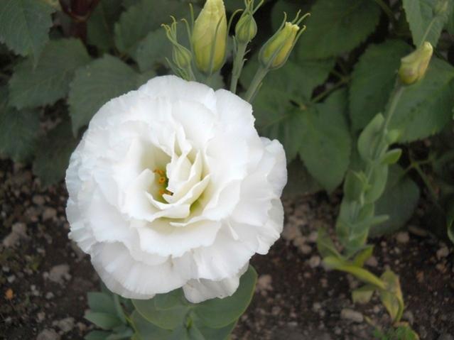Name:  servet1 274.jpg
Views: 960
Size:  31.9 KB