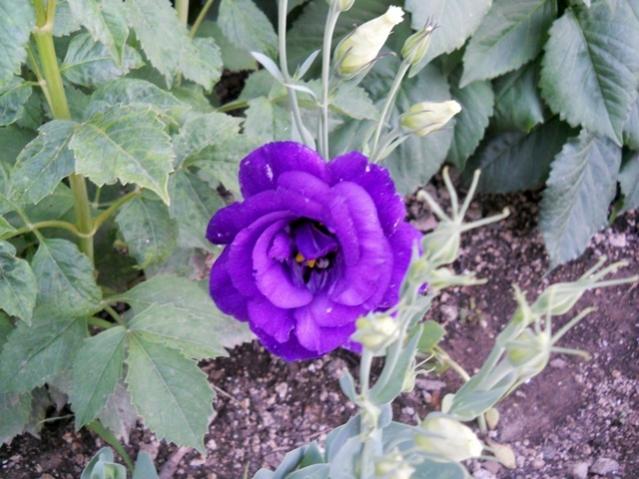Name:  servet1 347.jpg
Views: 951
Size:  54.0 KB