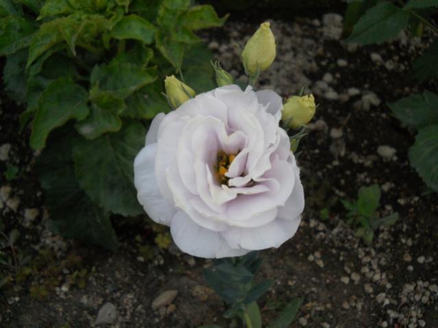 Name:  servet1 344.jpg
Views: 968
Size:  35.7 KB