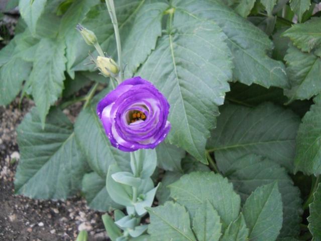 Name:  servet1 346.jpg
Views: 932
Size:  40.9 KB