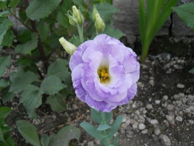 Name:  servet1 343.jpg
Views: 875
Size:  39.7 KB