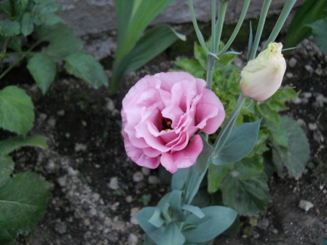 Name:  servet1 345.jpg
Views: 876
Size:  38.7 KB