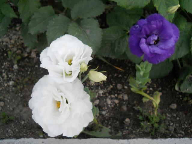 Name:  servet1 341.jpg
Views: 878
Size:  35.8 KB