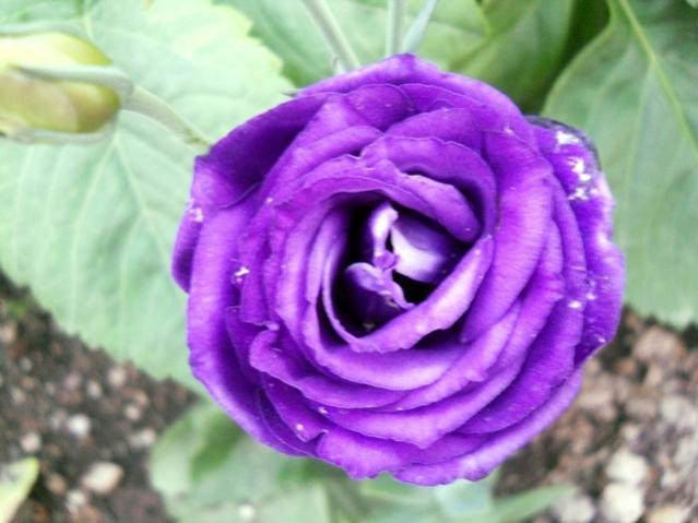 Name:  servet1 336.jpg
Views: 853
Size:  39.7 KB