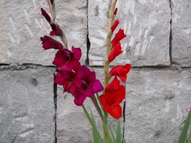 Name:  servet1 326.jpg
Views: 835
Size:  49.6 KB