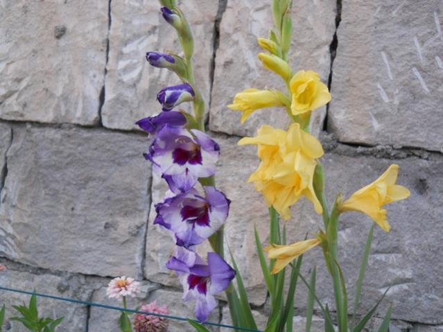 Name:  servet1 327.jpg
Views: 829
Size:  49.1 KB