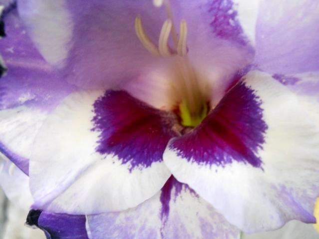 Name:  servet1 329.jpg
Views: 820
Size:  28.3 KB