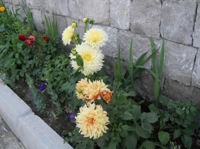 Name:  servet1 351.jpg
Views: 924
Size:  51.2 KB