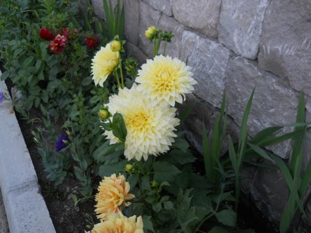 Name:  servet1 350.jpg
Views: 933
Size:  46.6 KB