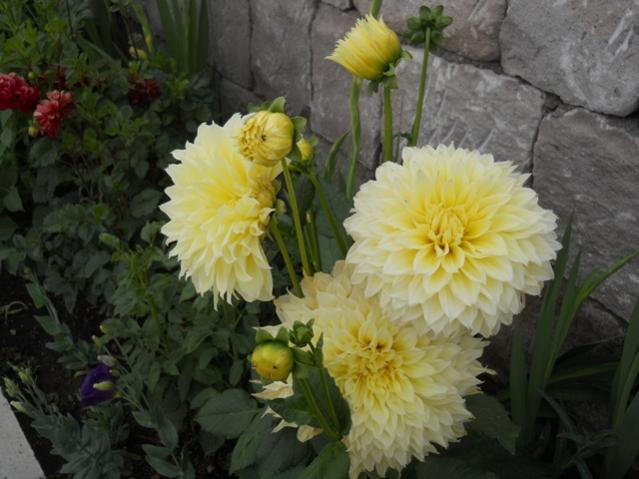 Name:  servet1 403.jpg
Views: 919
Size:  44.2 KB