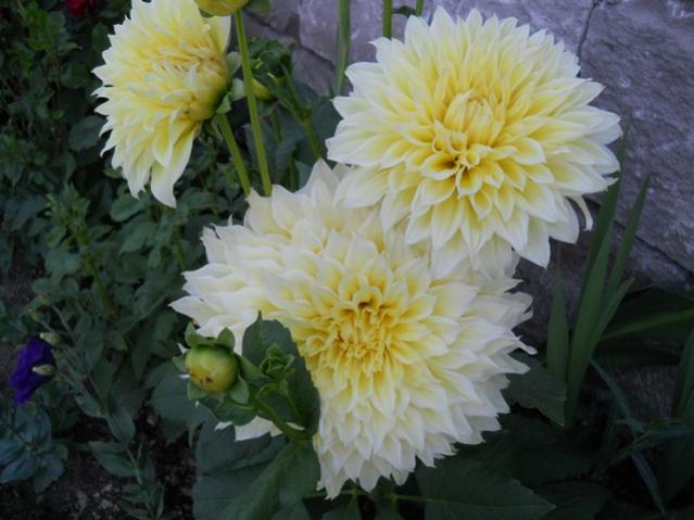 Name:  servet1 352.jpg
Views: 925
Size:  41.6 KB