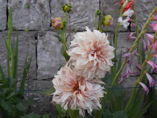 Name:  servet1 324.jpg
Views: 1443
Size:  45.4 KB