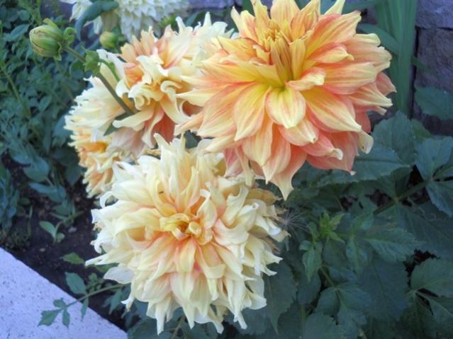 Name:  servet1 402.jpg
Views: 1263
Size:  48.8 KB