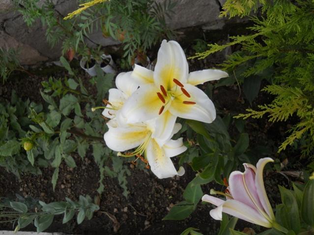 Name:  servet1 388.jpg
Views: 1225
Size:  51.6 KB
