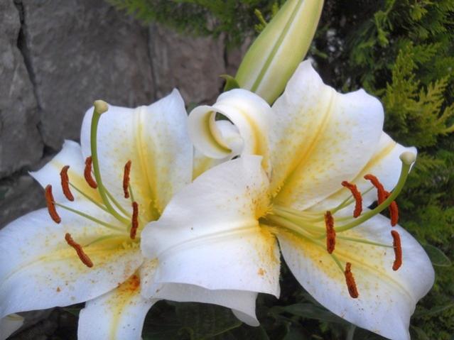 Name:  servet1 333.jpg
Views: 1201
Size:  40.2 KB