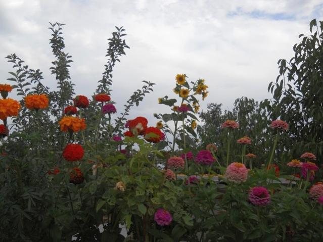 Name:  servet1 411.jpg
Views: 1187
Size:  49.2 KB