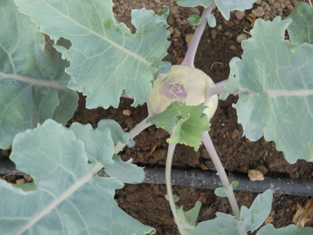 Name:  servet1 419.jpg
Views: 1511
Size:  43.1 KB