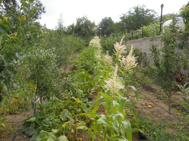 Name:  servet1 435.jpg
Views: 1193
Size:  69.5 KB