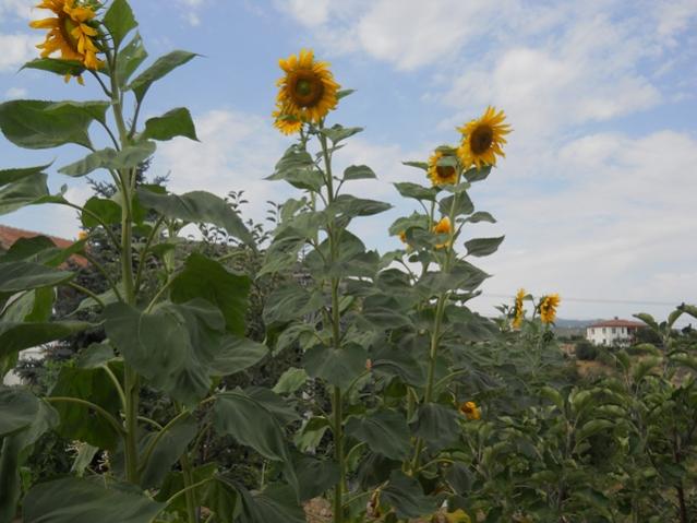 Name:  servet1 442.jpg
Views: 1171
Size:  45.8 KB