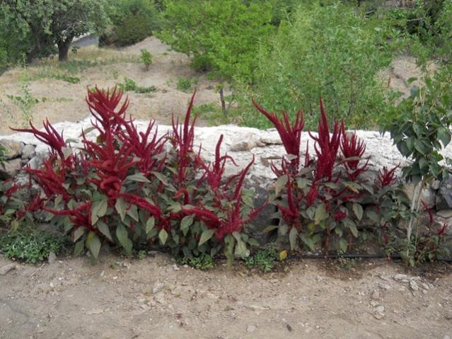 Name:  servet1 441.jpg
Views: 1224
Size:  68.7 KB