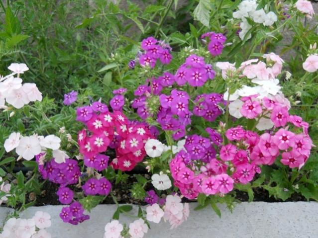 Name:  servet1 354.jpg
Views: 1184
Size:  64.4 KB