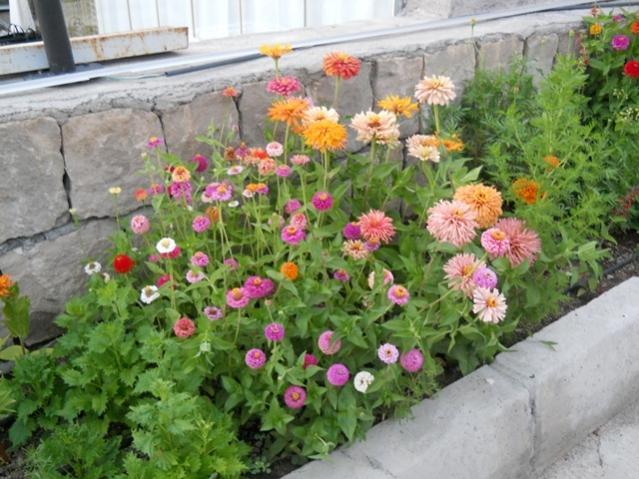 Name:  servet1 355.jpg
Views: 1168
Size:  59.8 KB