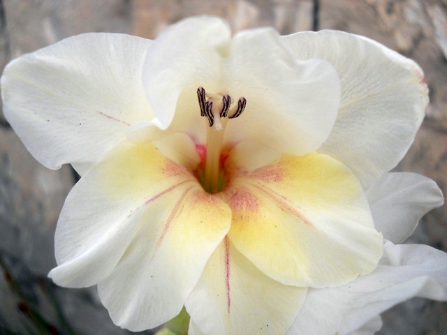 Name:  servet1 384.jpg
Views: 1137
Size:  69.8 KB