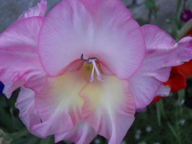 Name:  servet1 379.jpg
Views: 1123
Size:  26.9 KB