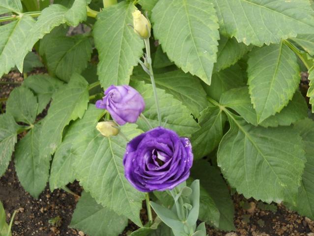 Name:  servet1 392.jpg
Views: 1120
Size:  48.3 KB