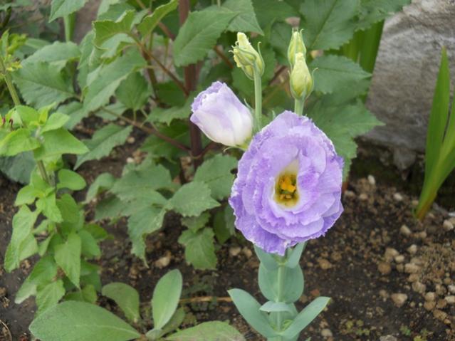 Name:  servet1 398.jpg
Views: 1118
Size:  47.2 KB