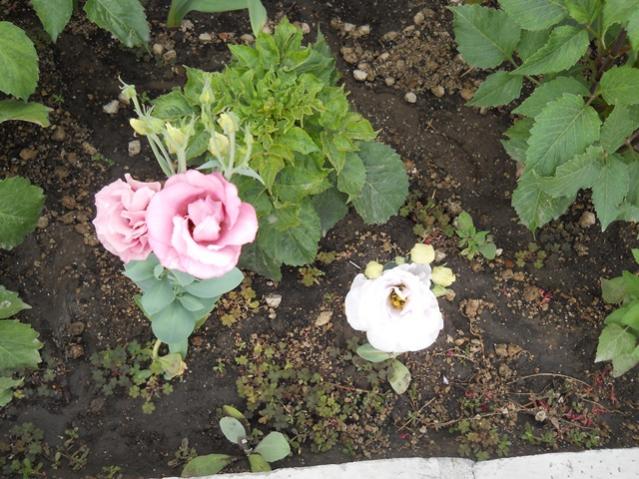 Name:  servet1 399.jpg
Views: 1136
Size:  65.7 KB
