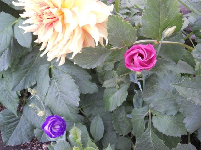 Name:  servet1 405.jpg
Views: 1109
Size:  50.8 KB