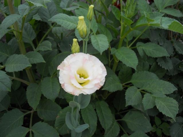 Name:  servet1 407.jpg
Views: 1129
Size:  36.7 KB