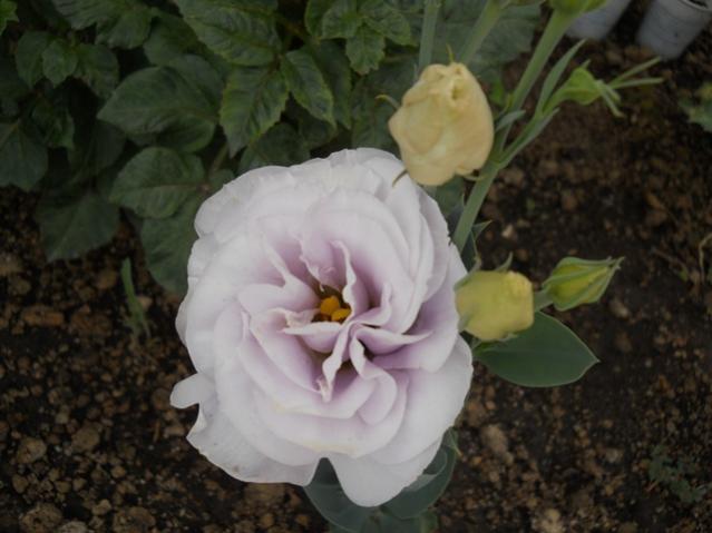 Name:  servet1 390.jpg
Views: 1121
Size:  36.7 KB