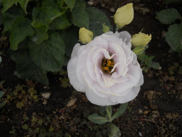 Name:  servet1 400.jpg
Views: 1115
Size:  33.9 KB