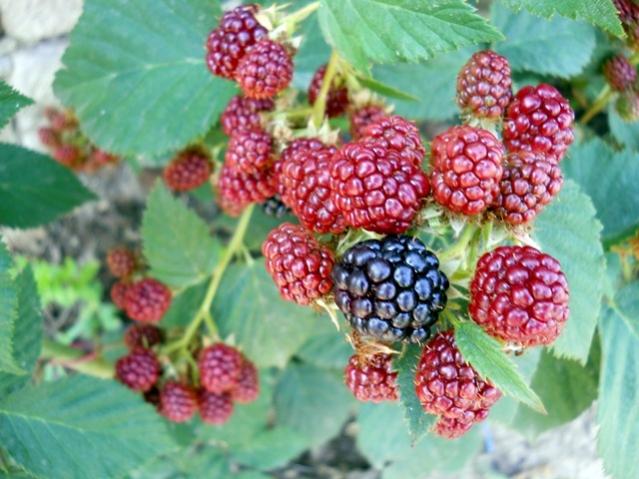 Name:  024 (2).jpg
Views: 1332
Size:  53.6 KB