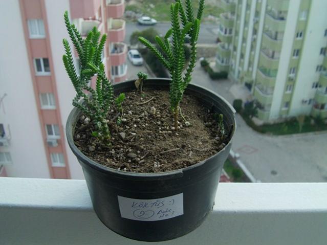 Name:  muhabbet.. (9).jpg
Views: 2012
Size:  40.2 KB