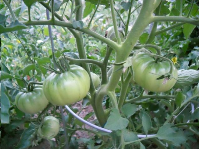 Name:  042.jpg
Views: 1036
Size:  51.4 KB