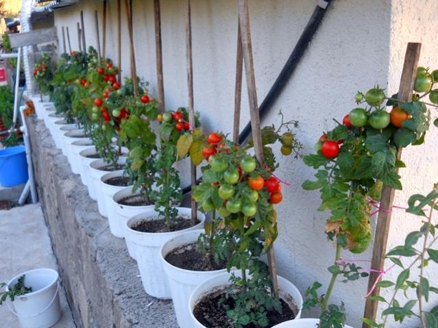 Name:  DSCN2516.jpg
Views: 2284
Size:  58.3 KB