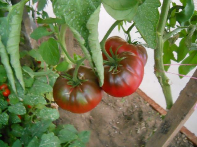 Name:  DSCN2579.jpg
Views: 2712
Size:  42.2 KB